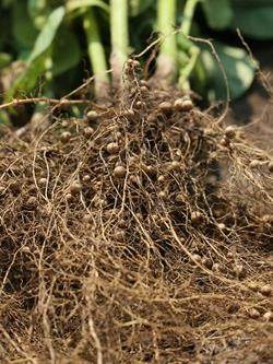soybean nodules in soil