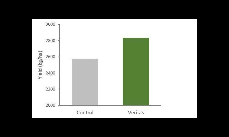 yield uplift graph for drybean when fortalis applied