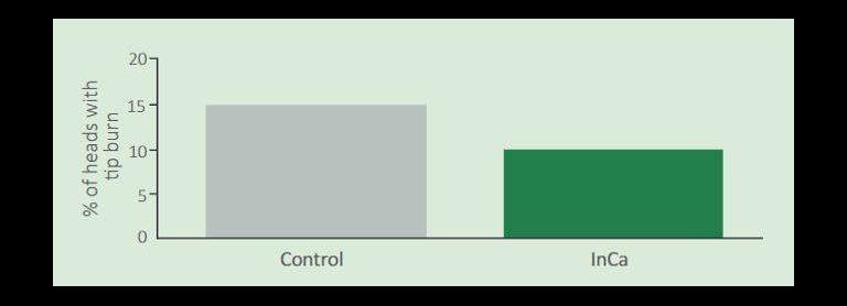 graph showing tip burn reduction in lettuce when InCa applied