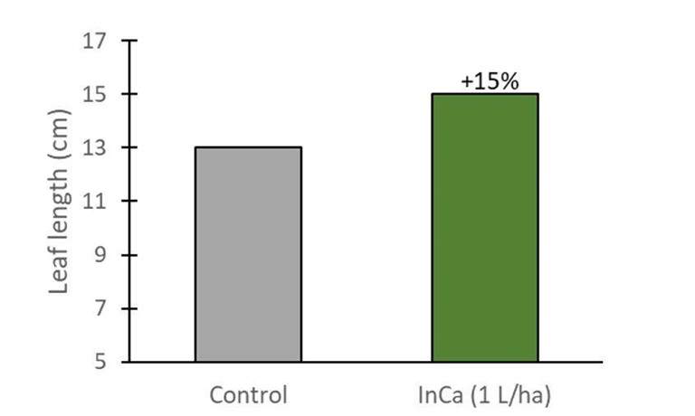 graph showing increased pointesettia leaf on ornamentals when Inca applied