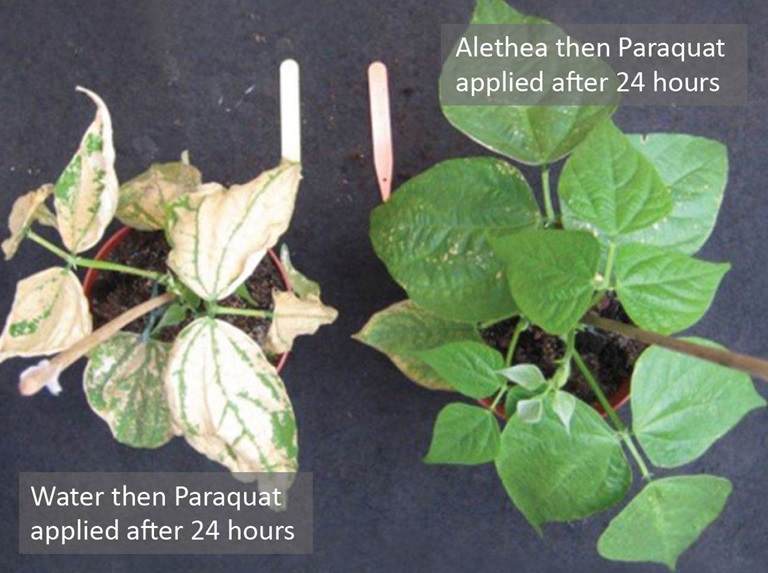 Photo of abiotic stress experiment. Plant sprayed with just paraquat is pale and withered. Plant sprayed with Alethea and then paraquat is lush