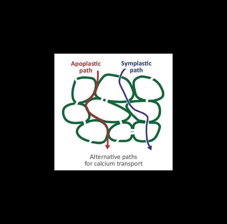 Diagram showing the different pathways of calcium transport through cells