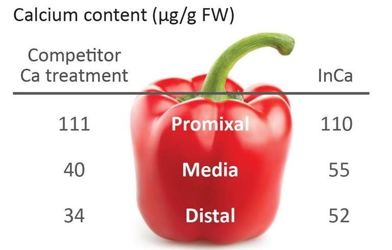 Diagram showing the different parts of a pepper, and how InCa and our calcium mobility technology increases calcium concentration further down the plant