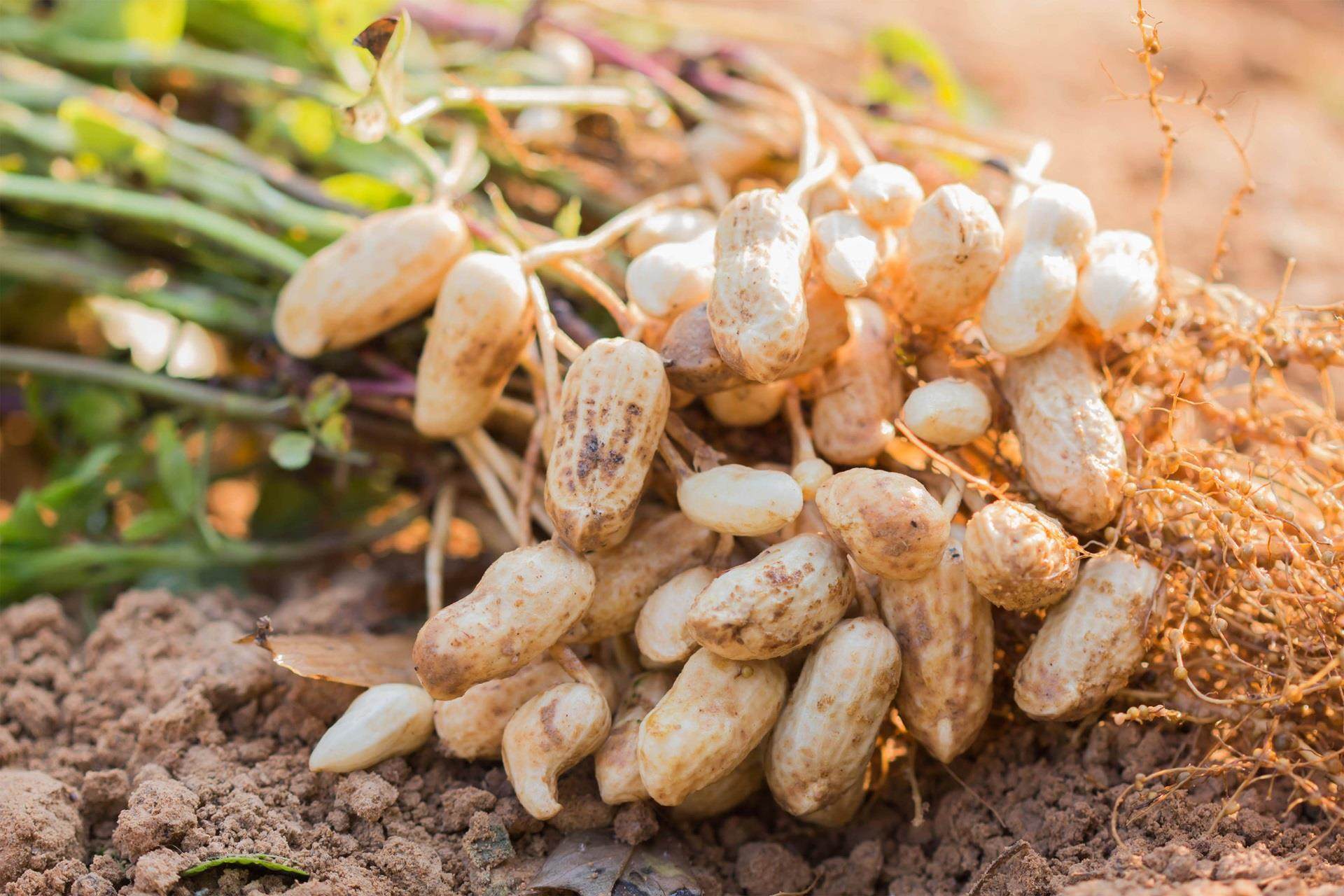 peanuts in soil