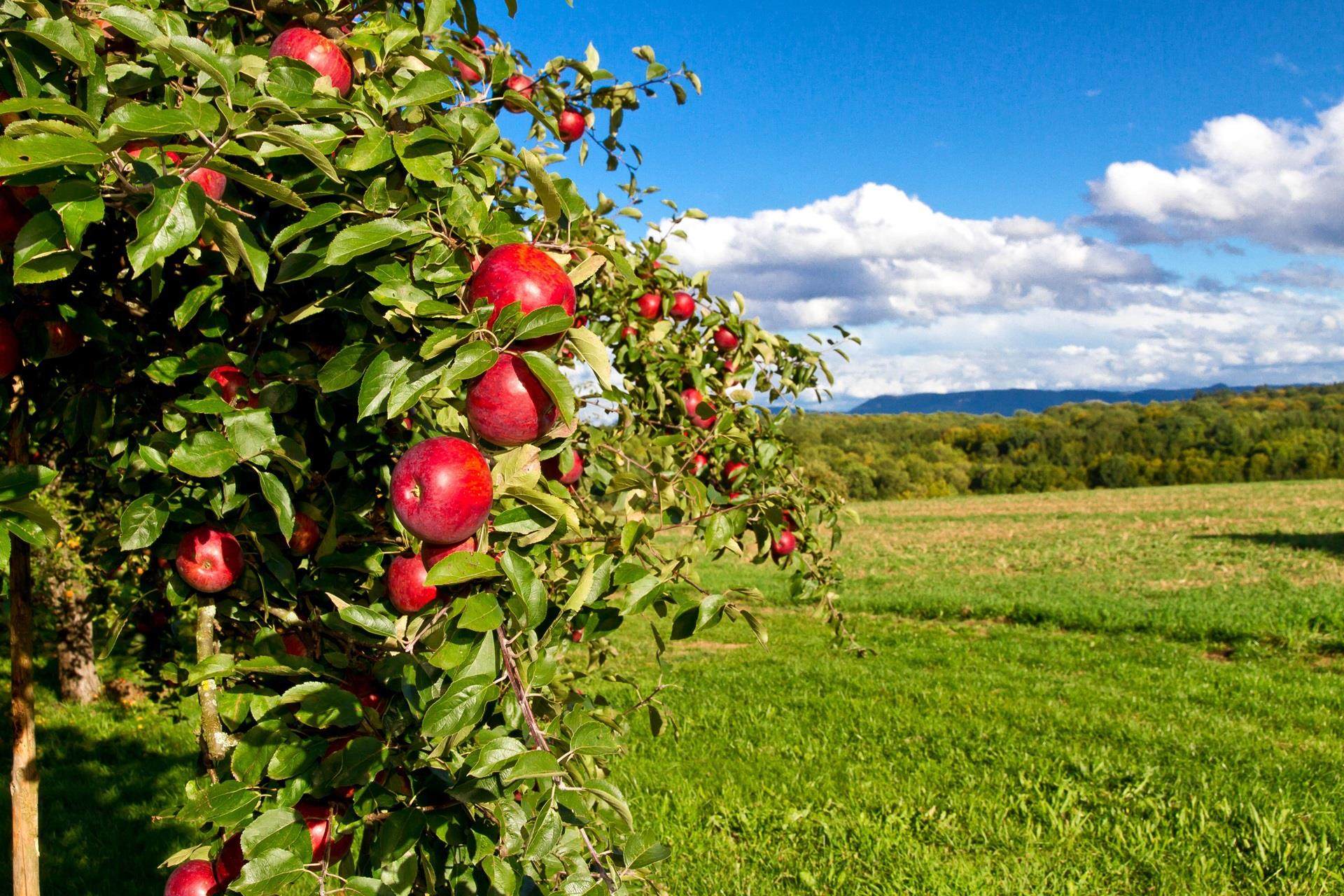 Apple tree in a field