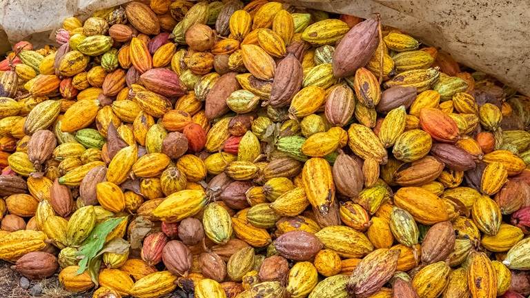 pile of cocoa pods