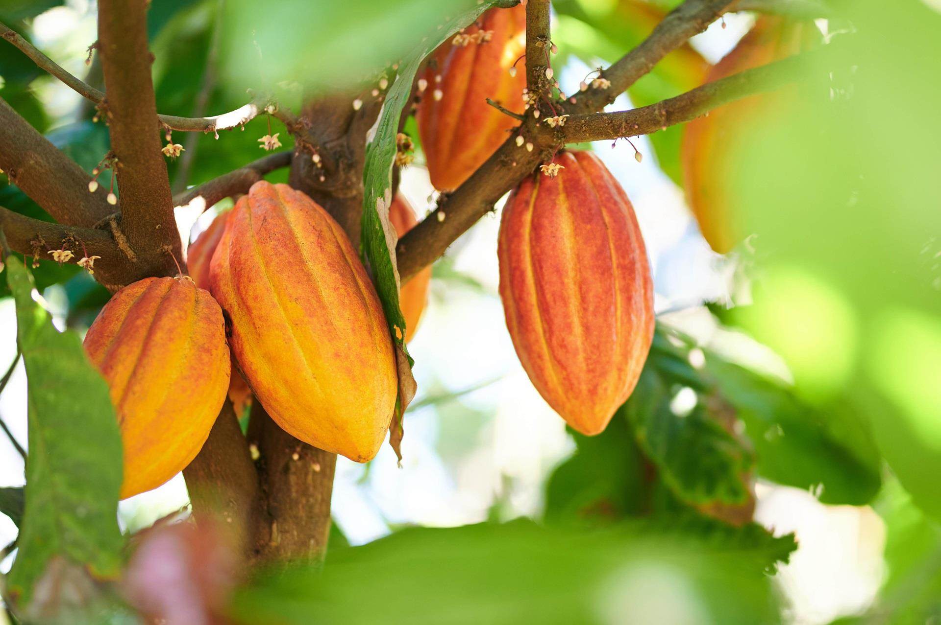 row of cocoa pods in trees