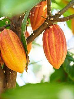 row of cocoa pods in trees