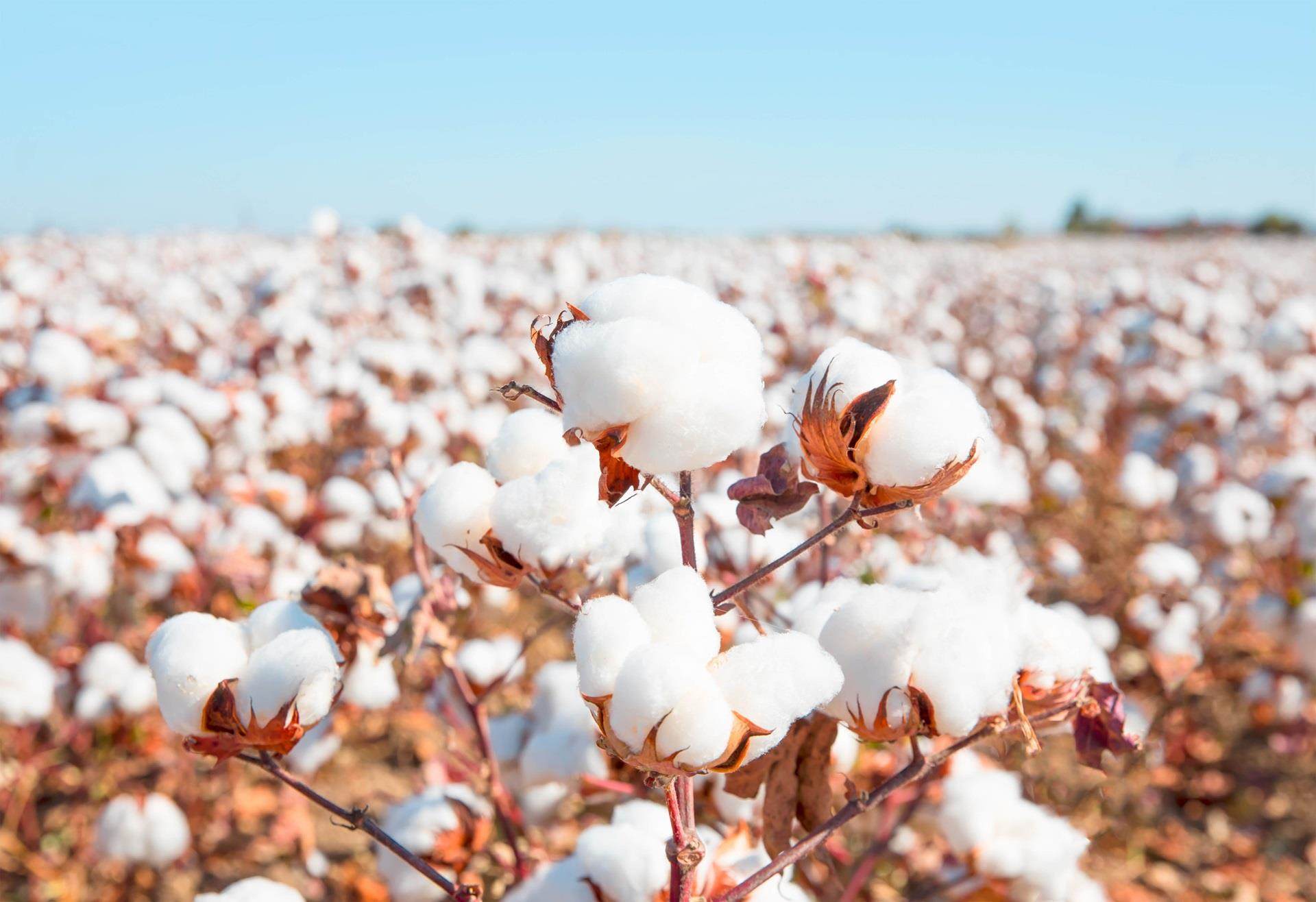 Field of cotton