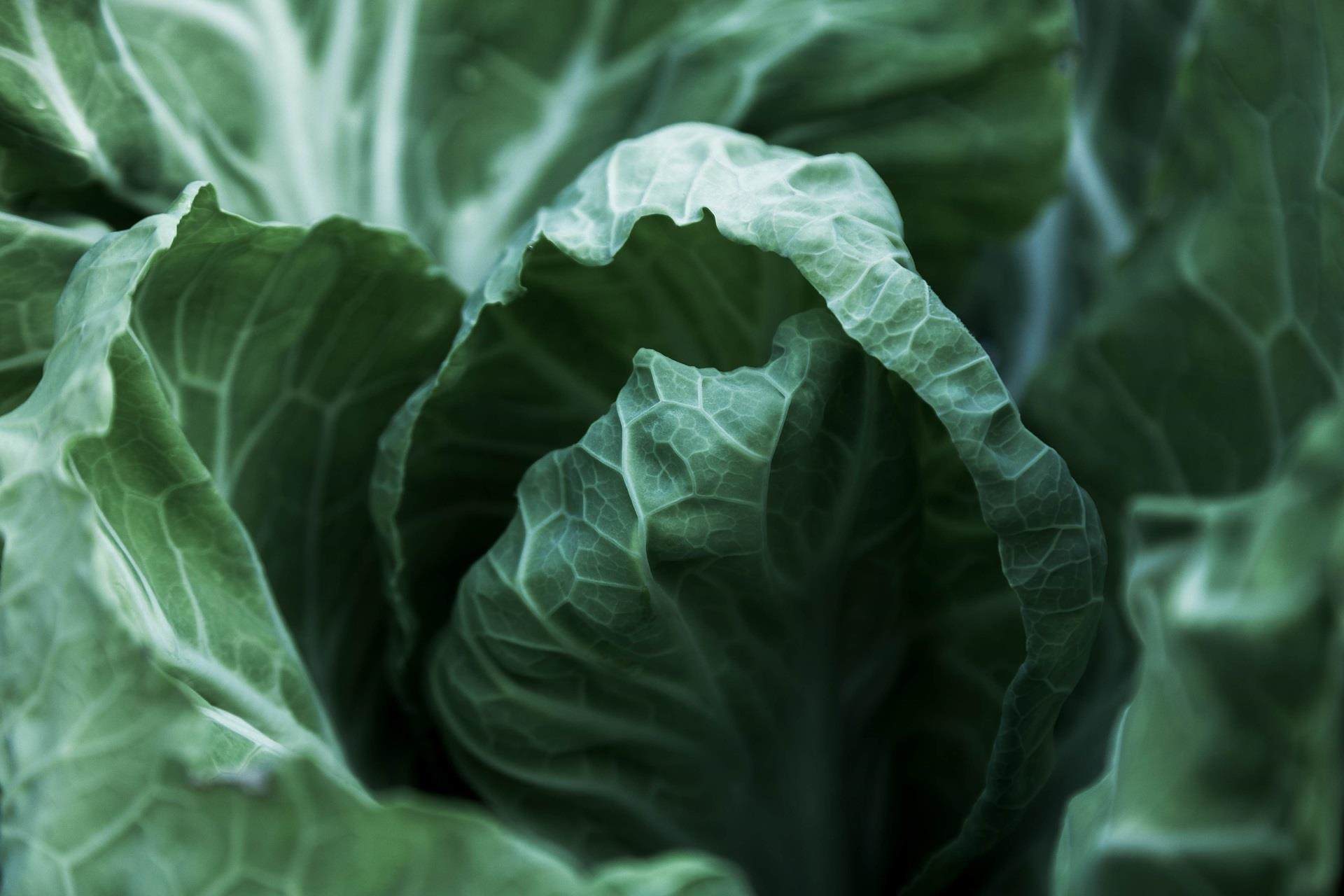 dark green brassica leaves