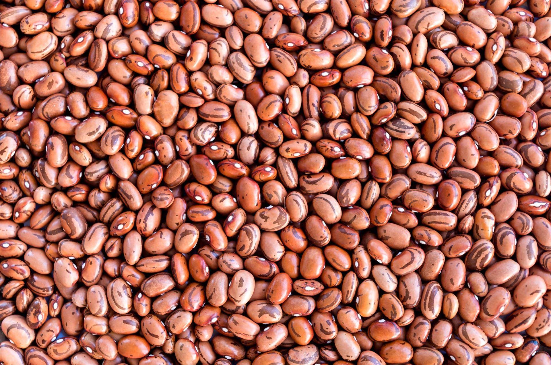 pile of drybeans