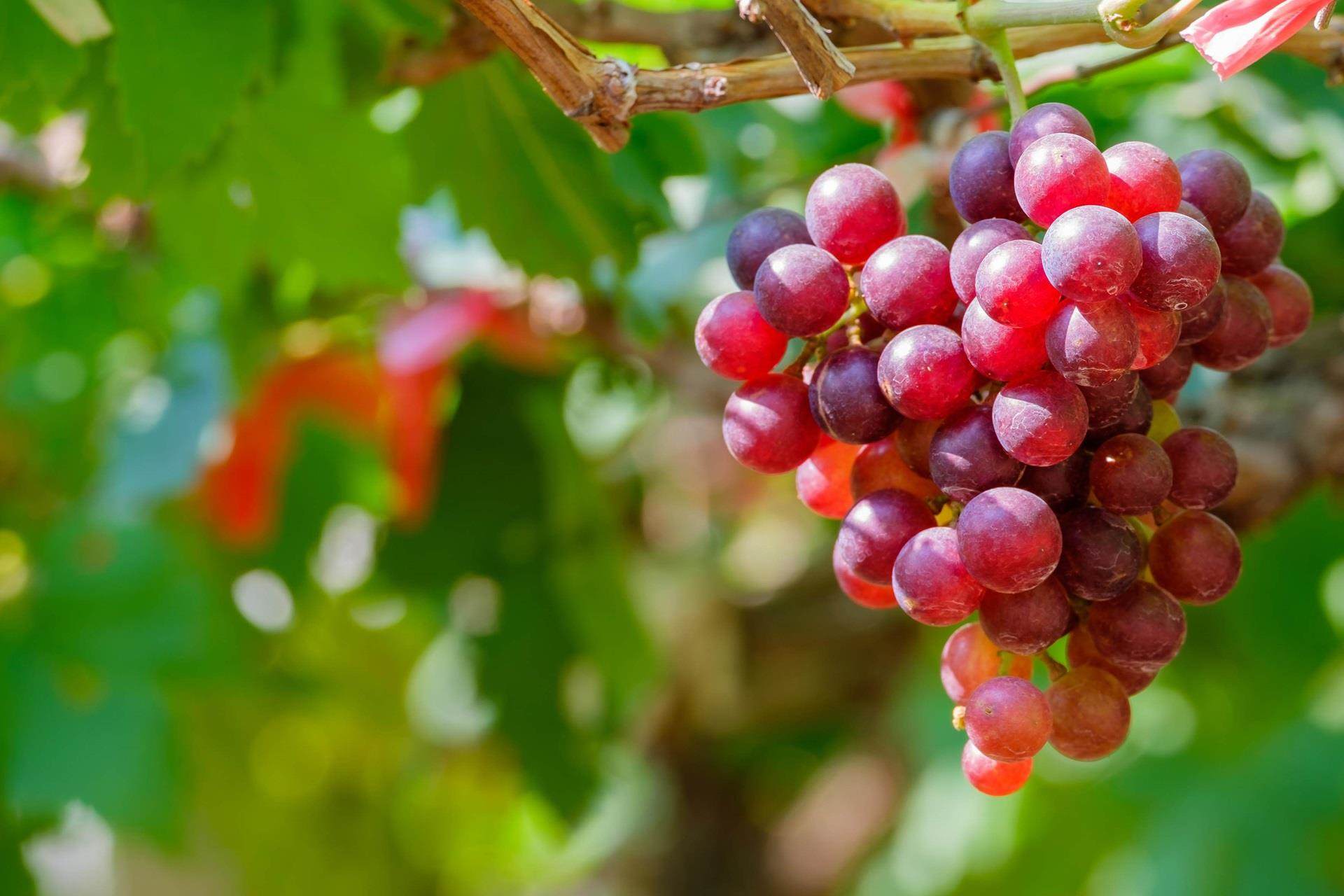 Bunch of grapes in tree