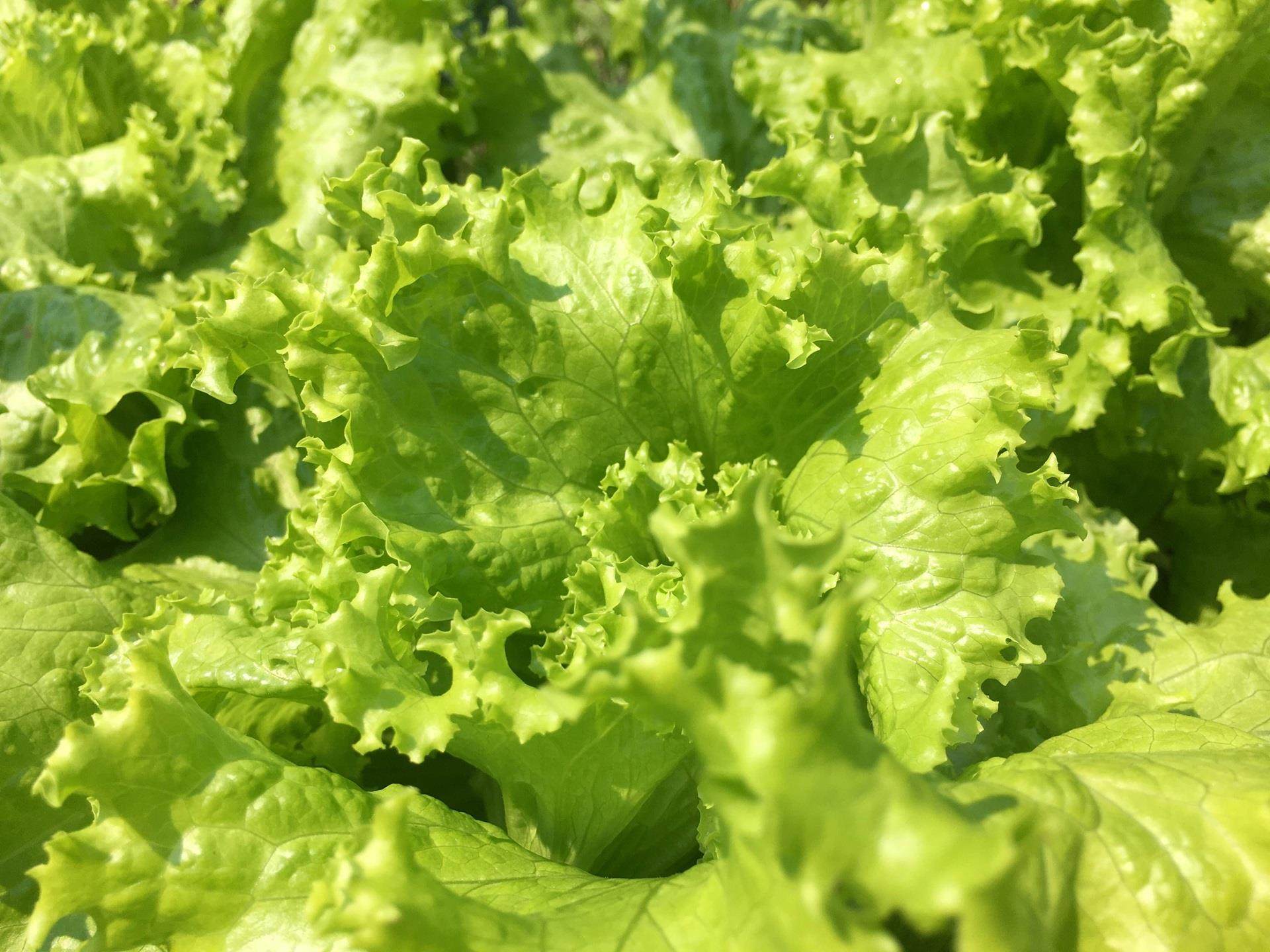 green lettuce leaves