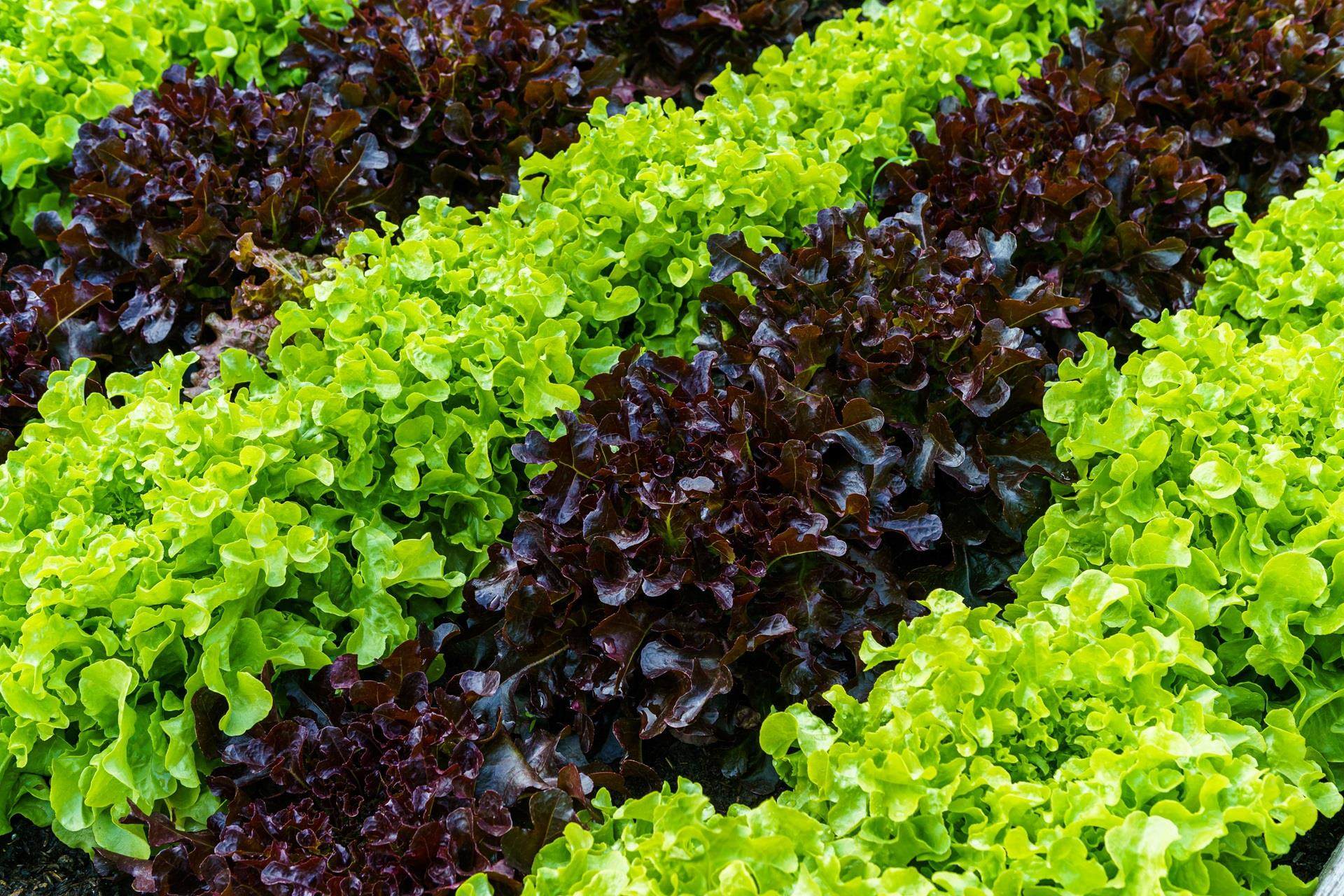 Rows of red and green lettuce