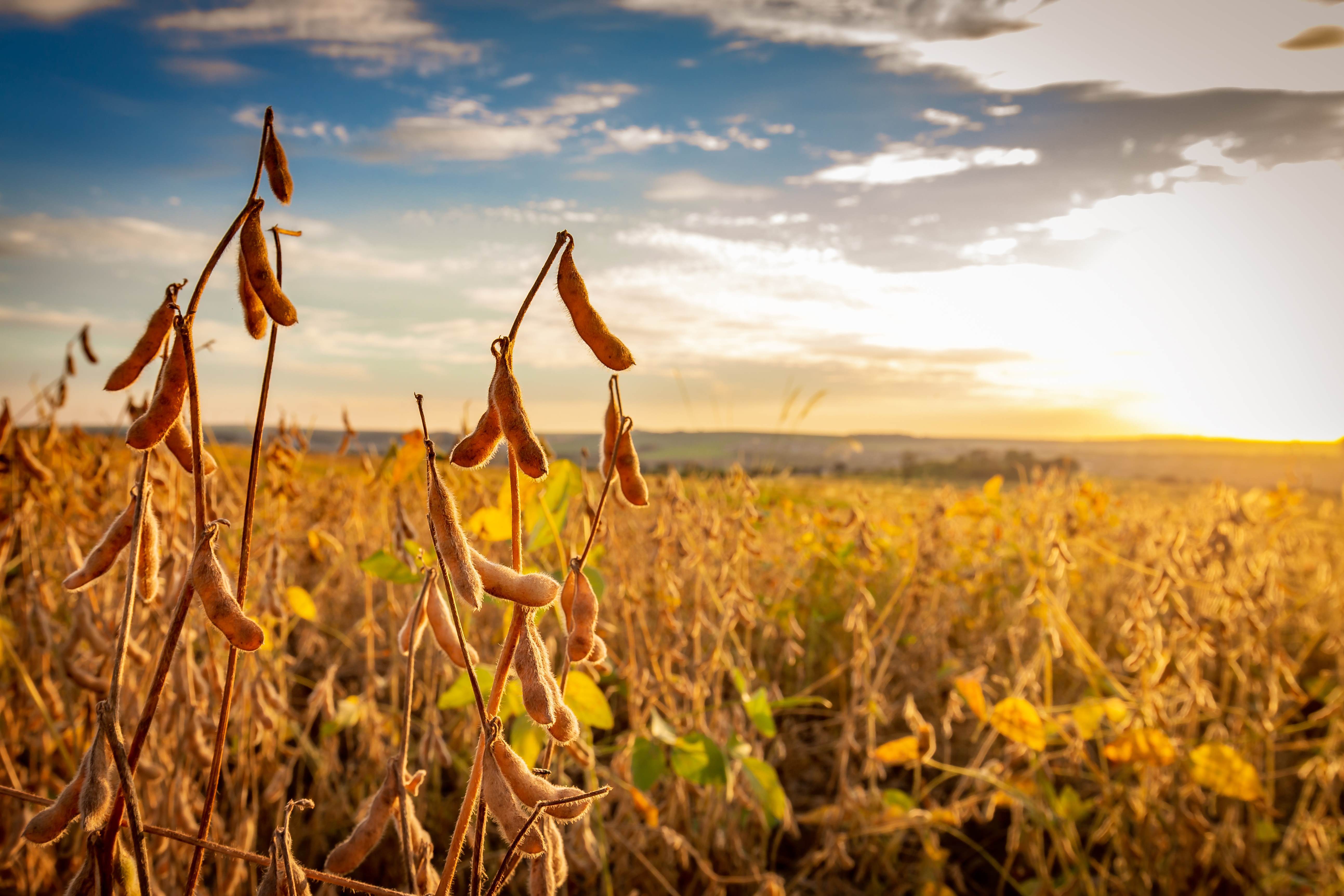 Mature soybean crop in field, sun setting