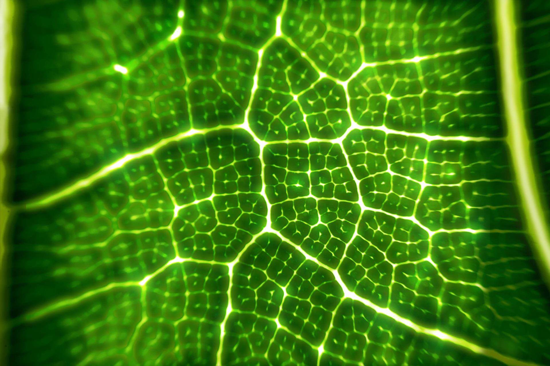 microscope image of a translucent leaf