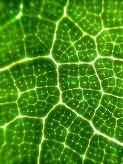 microscope image of a translucent leaf