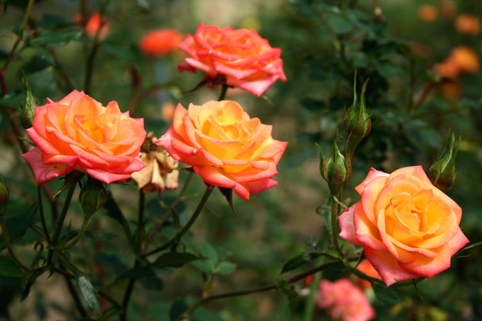 orange roses