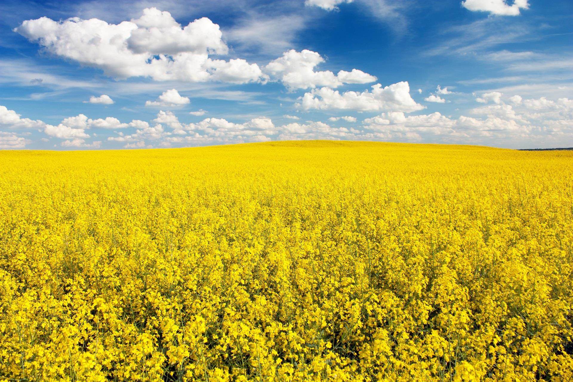 Field of oilseed rape