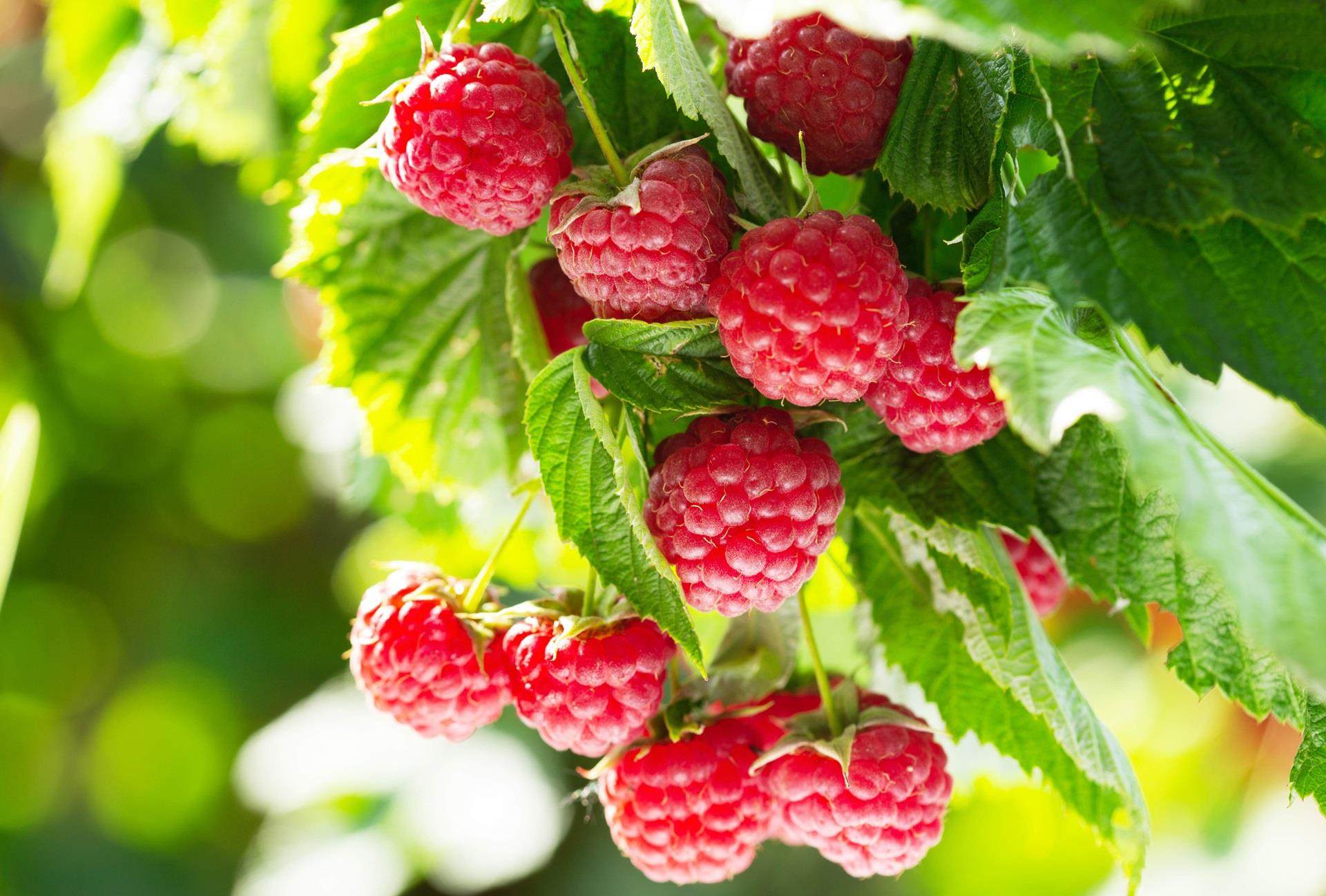 raspberries garden