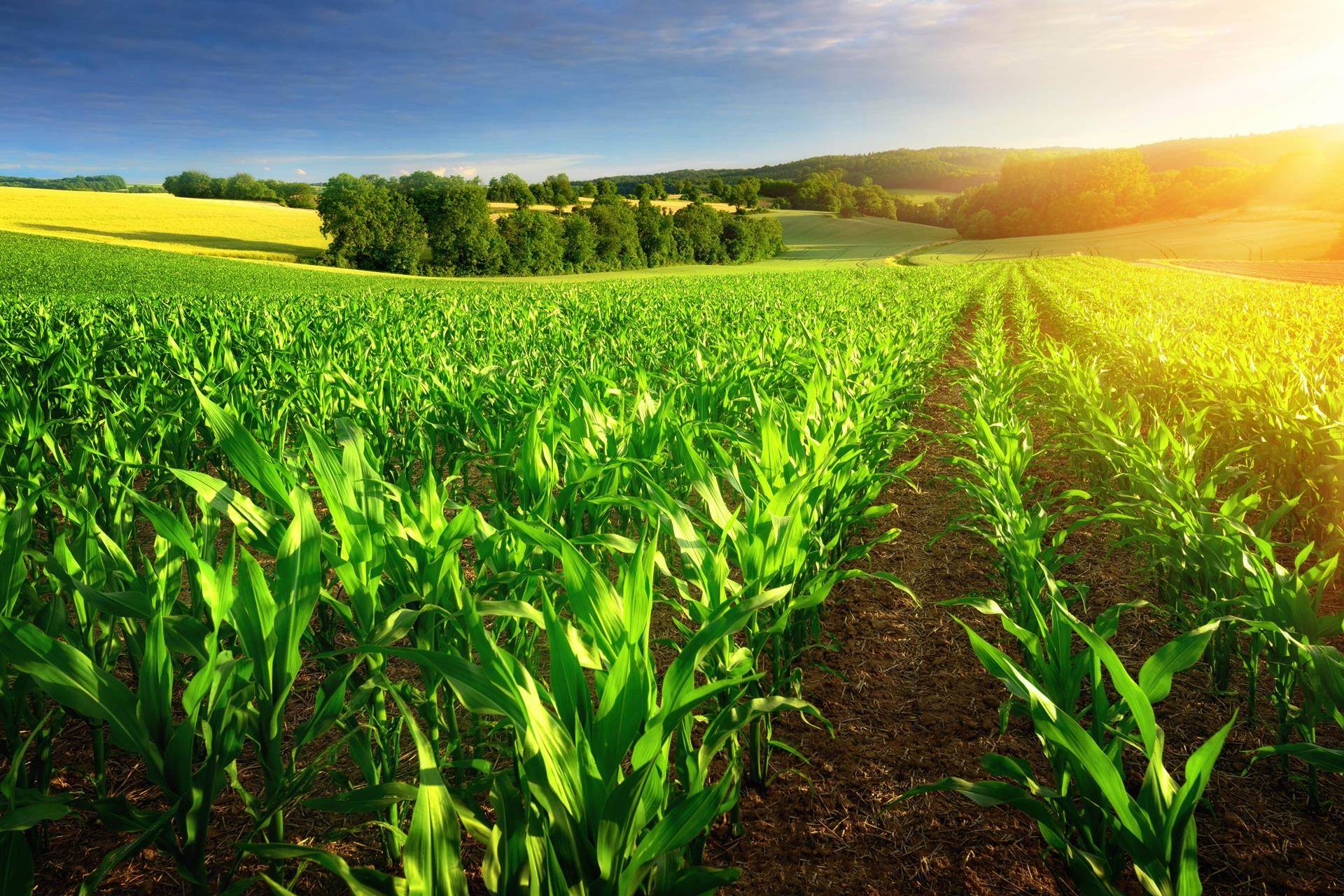 Crop field containing a biostimulant
