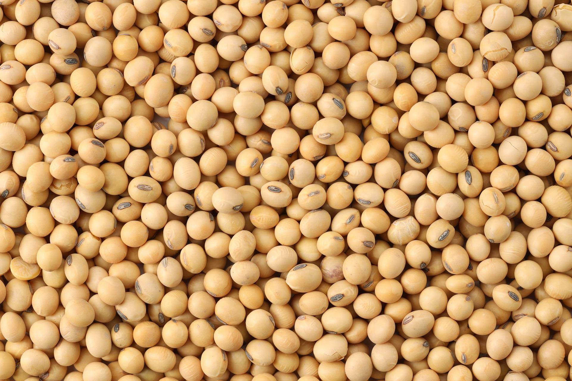 pile of soybeans