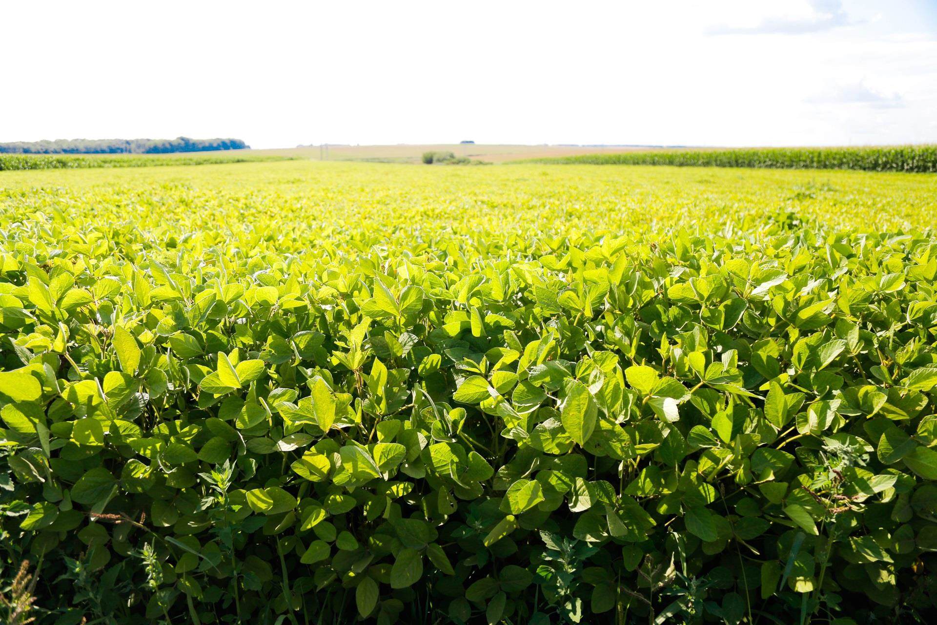 field of young soybean crops and a blue sky