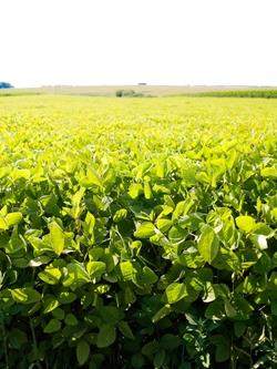 field of young soybean crops and a blue sky