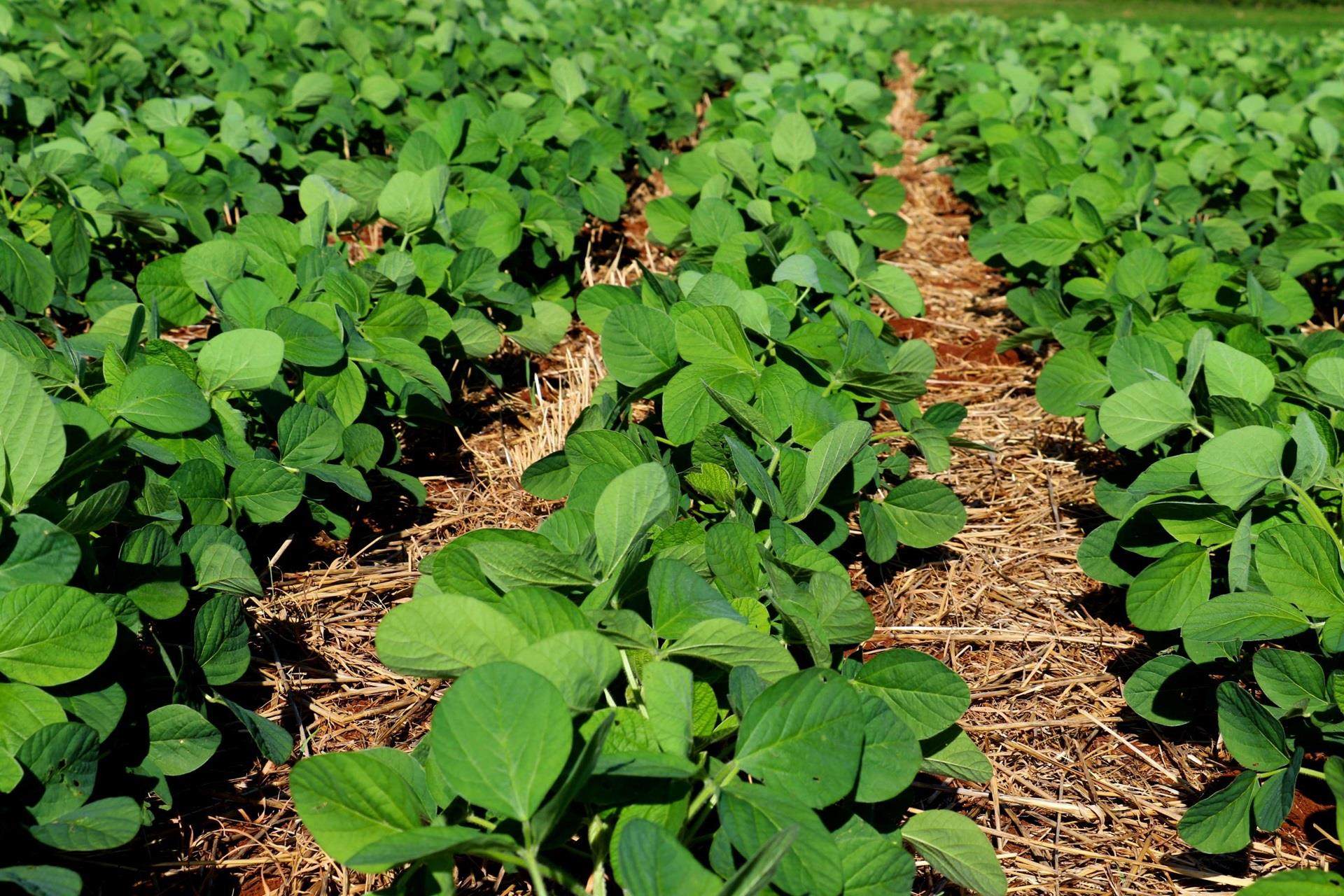 rows of young soybean crop