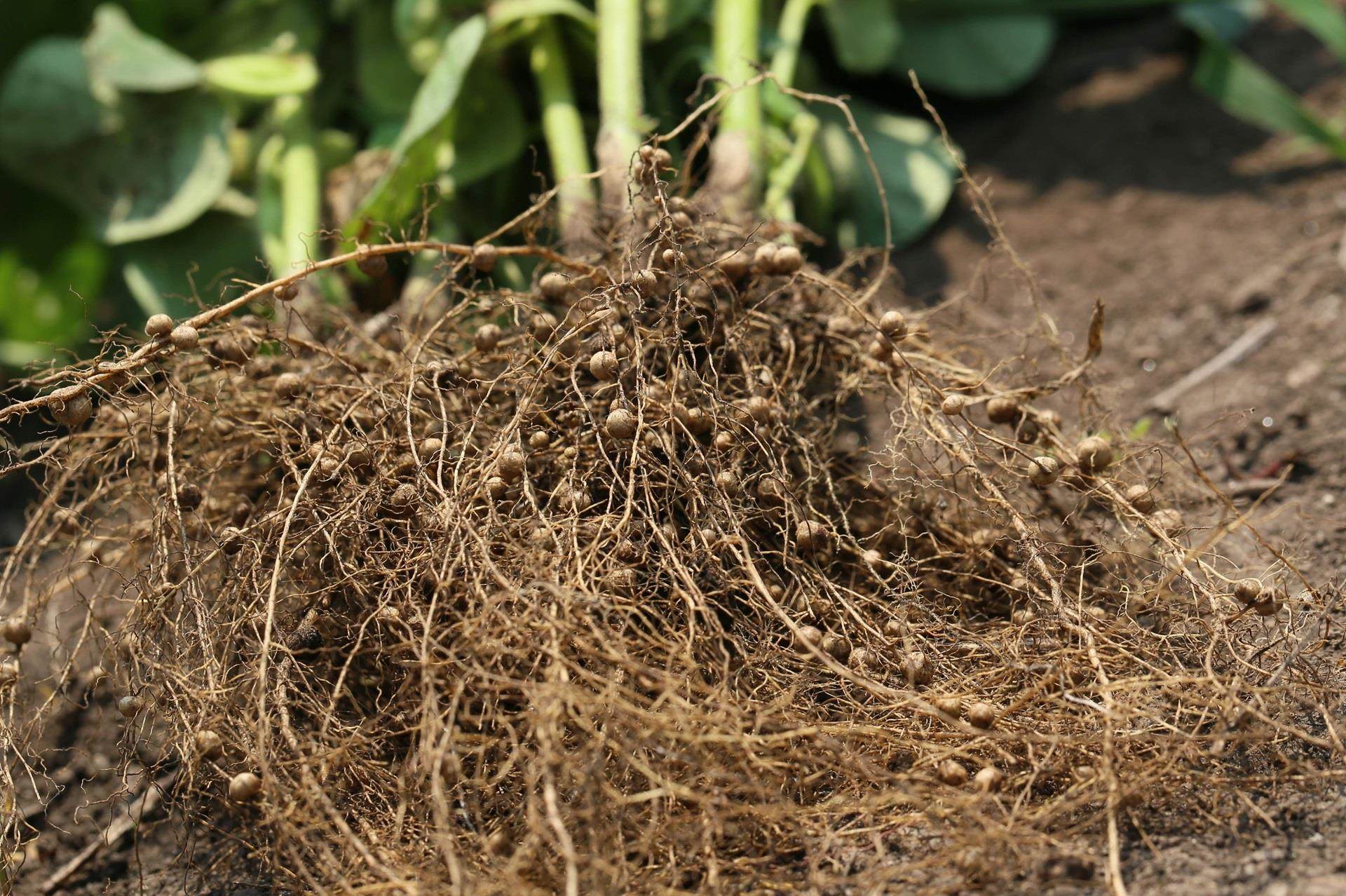 soybean nodules in soil