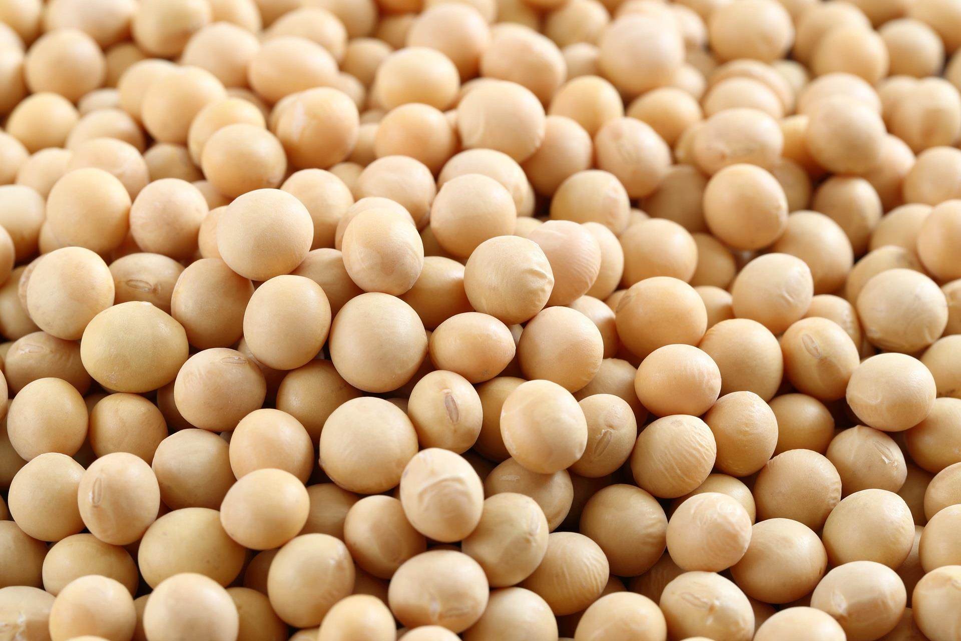pile of soybeans