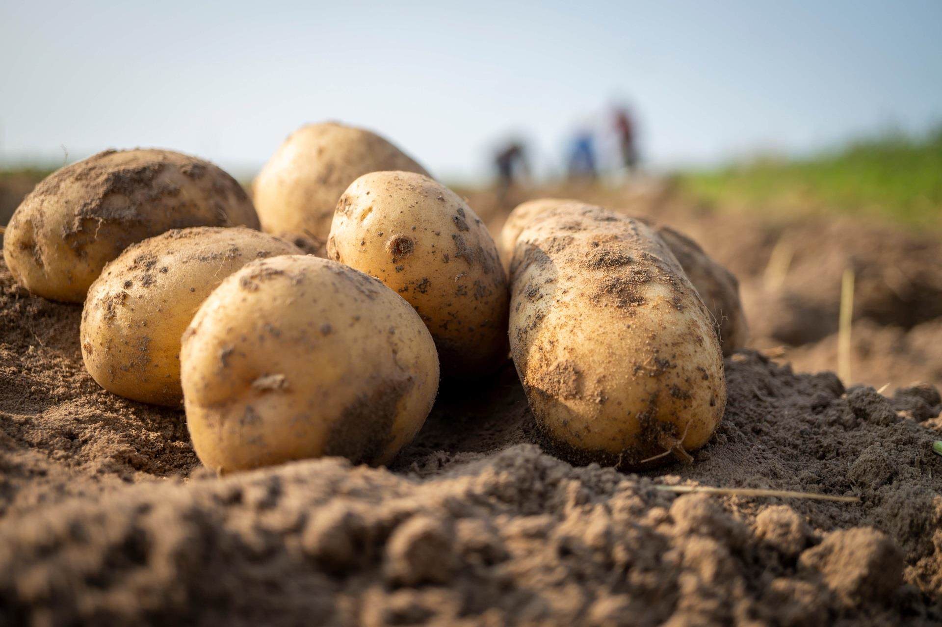 potatoes in the soil